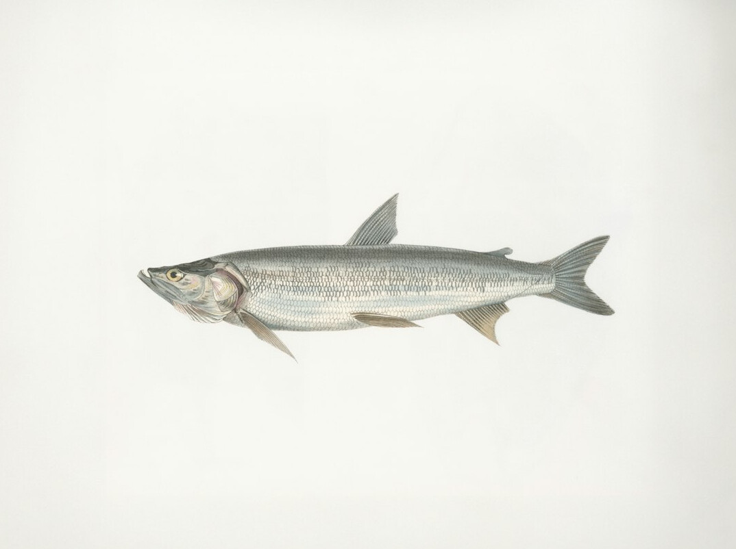 red herring fish illustration